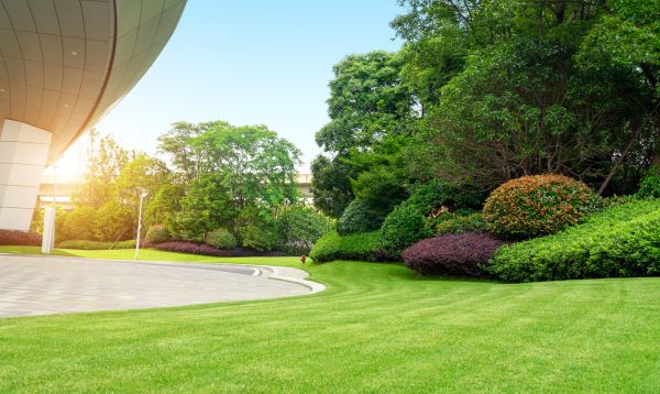 Commercial Shrub Trimming in Whittier