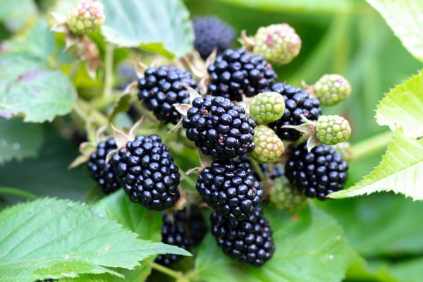 Blackberry Bush Removal in Whittier