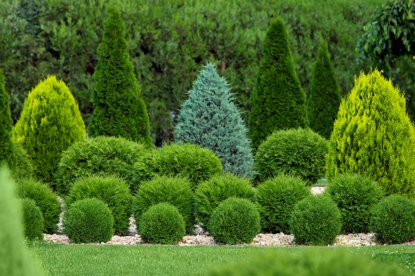 Bush Shaping Service in Whittier