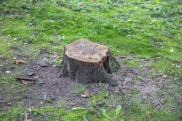 Bush Stump Removal in Whittier