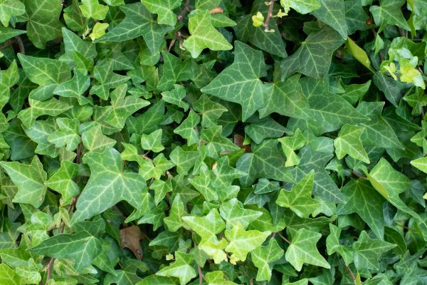 Cost of English Ivy Removal in Whittier