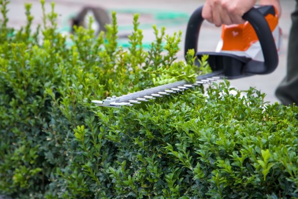 Hedge Pruning in Whittier