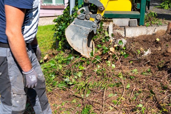 Hedge Removal Service in Whittier