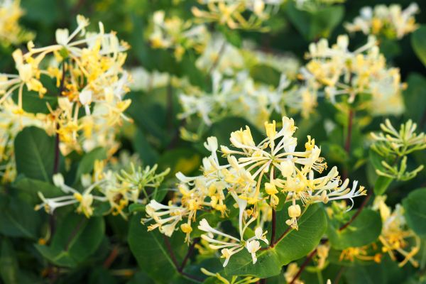 Cost of Honeysuckle Removal in Whittier
