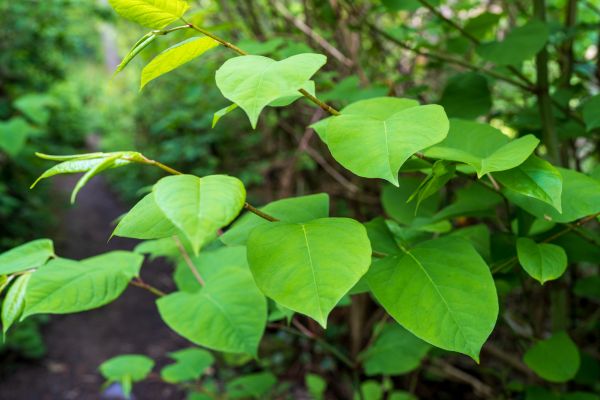 Cost of Invasive Plant Removal in Whittier