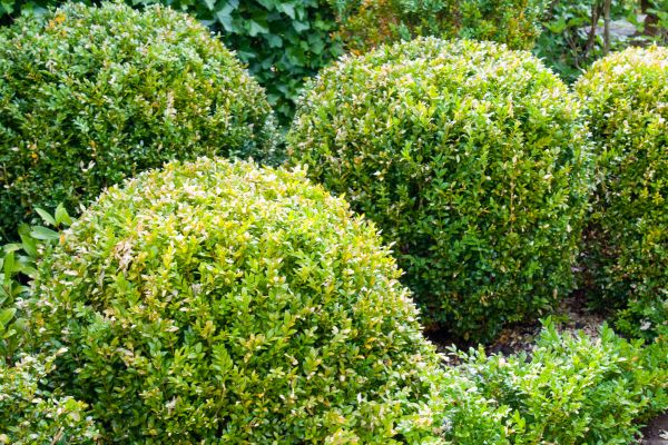 Landscape Trimming Service in Whittier