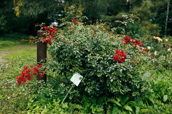 Cost of Rose Bush Removal in Whittier