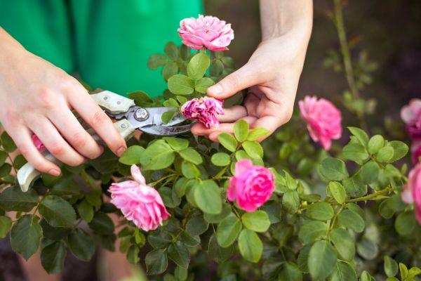 Cost of Rose Trimming in Whittier