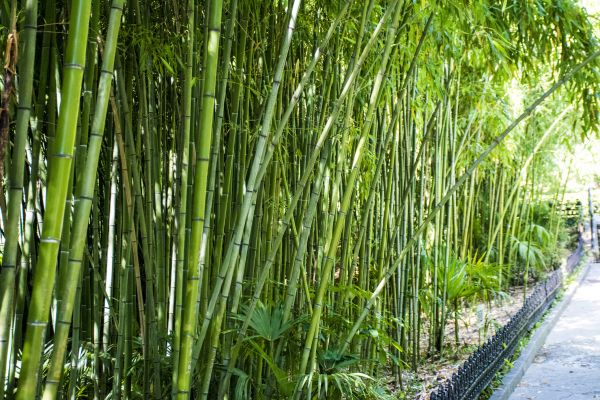 Cost of Bamboo Root Removal in Whittier