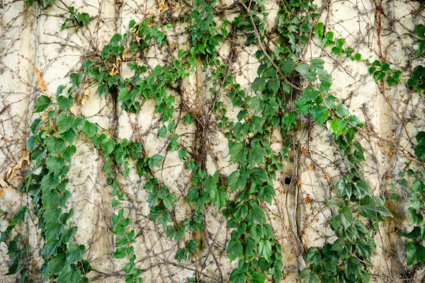 Cost of Vine Removal Service in Whittier