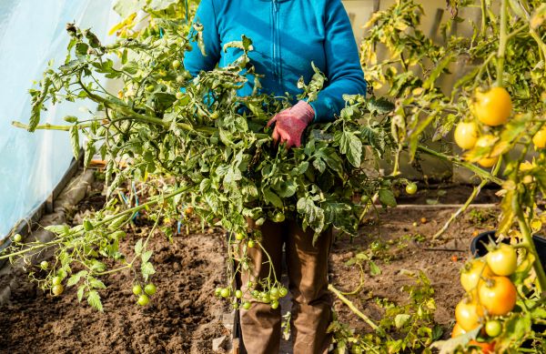 Garden Plant Removal in Whittier