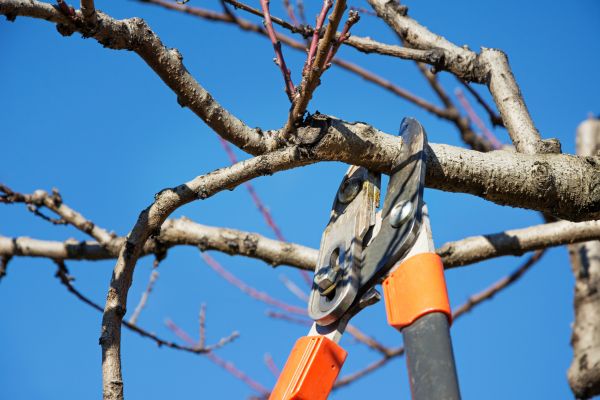 Selective Pruning in Whittier