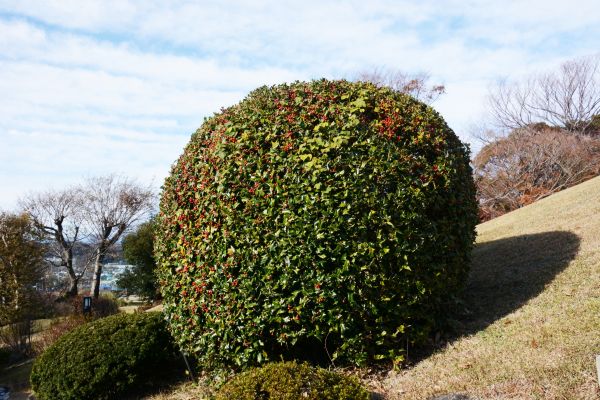 Cost of Holly Trimming in Whittier