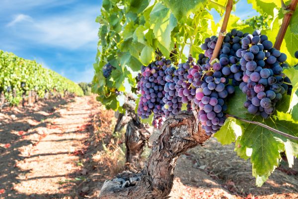 Cost of Grapevine Pruning in Whittier