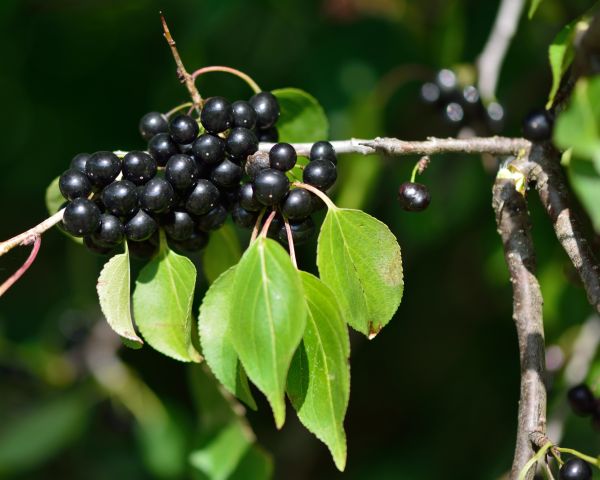 Cost of Buckthorn Removal in Whittier