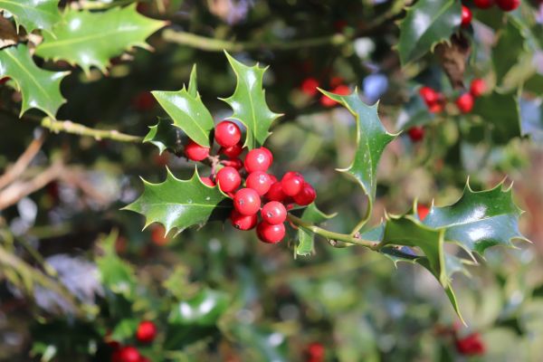 Cost of Holly Tree Trimming in Whittier