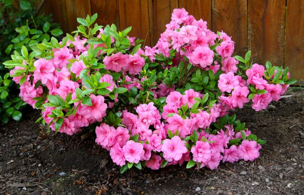Azaleas Removal in Whittier