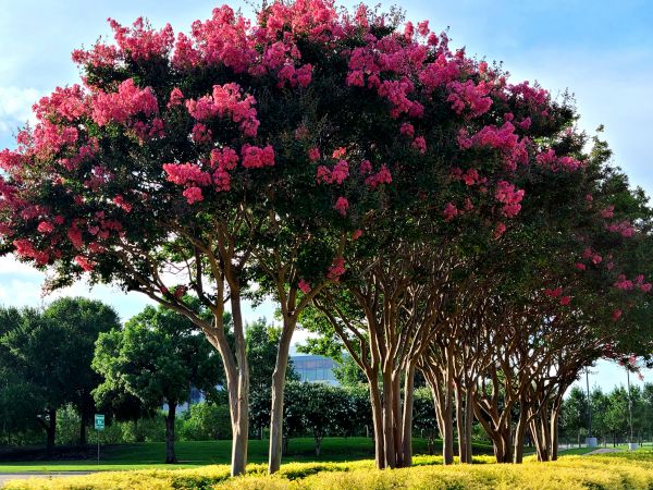 Cost of Crepe Myrtle Pruning in Whittier