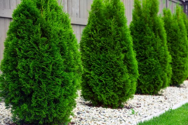 Cost of Arborvitae Pruning in Whittier
