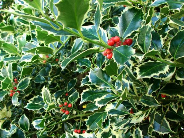 Cost of Holly Bushes Trimming in Whittier