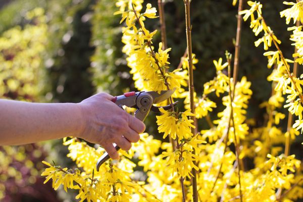 Forsythia Pruning in Whittier