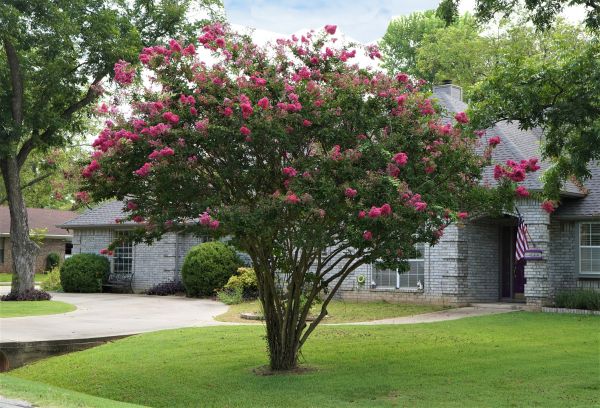 Crepe Myrtle Trimming in Whittier