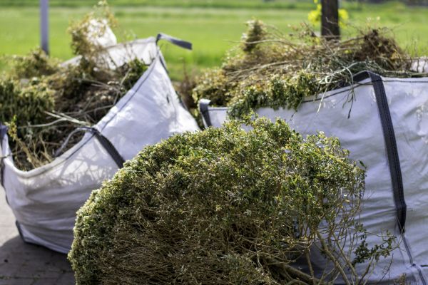 Cost of Shrubs Removal in Whittier