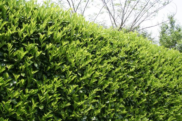 Laurel Shrub Removal in Whittier