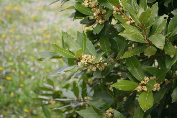 Cost of Laurel Trimming in Whittier