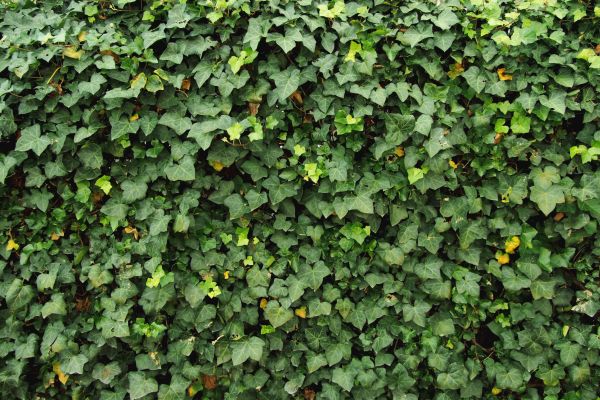 Ivy Pruning service in Whittier