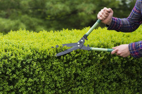 Cost of Evergreen Shrub Pruning in Whittier