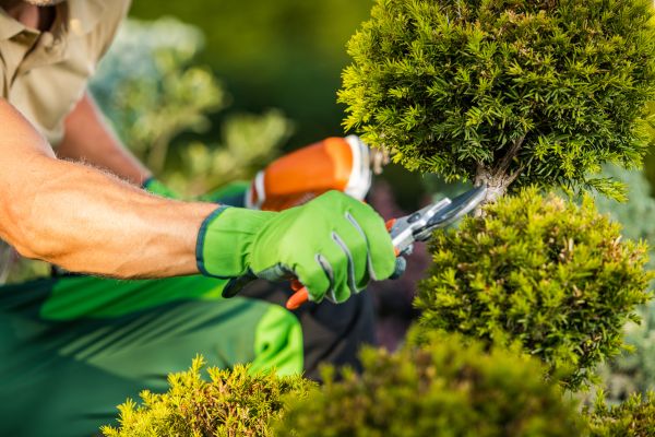 Landscape Pruning Service in Whittier
