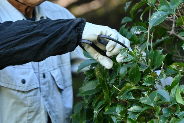 Holly Pruning in Whittier