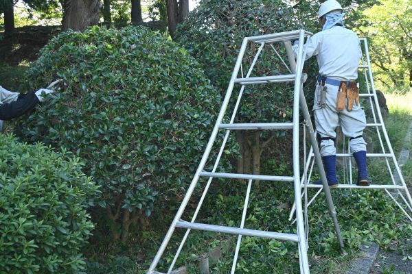 Holly Shaping in Whittier