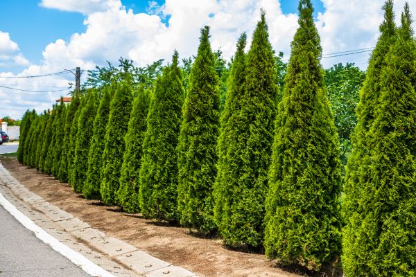 Arborvitae Shearing in Whittier