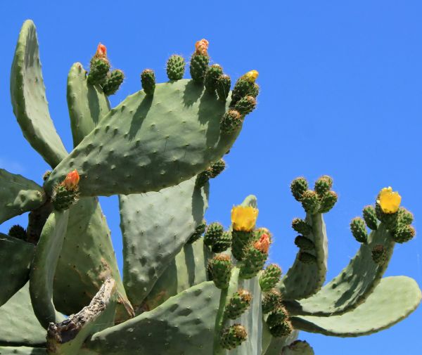 Cost of Cactus Removal in Whittier