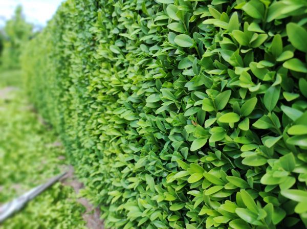 Cost of Boxwood Pruning in Whittier
