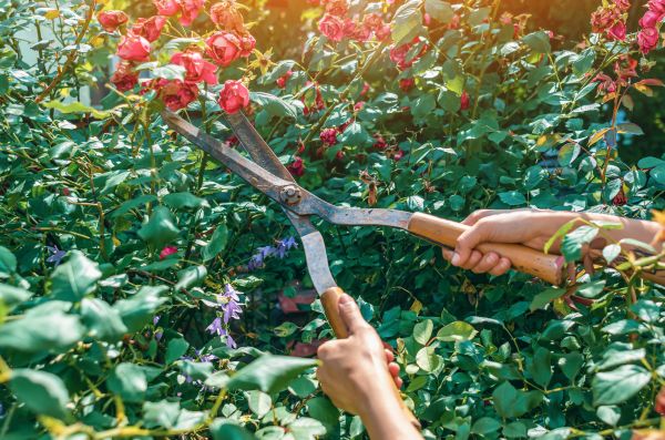 Knockout Roses Pruning in Whittier