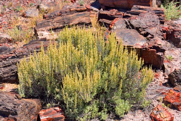Sagebrush Removal in Whittier