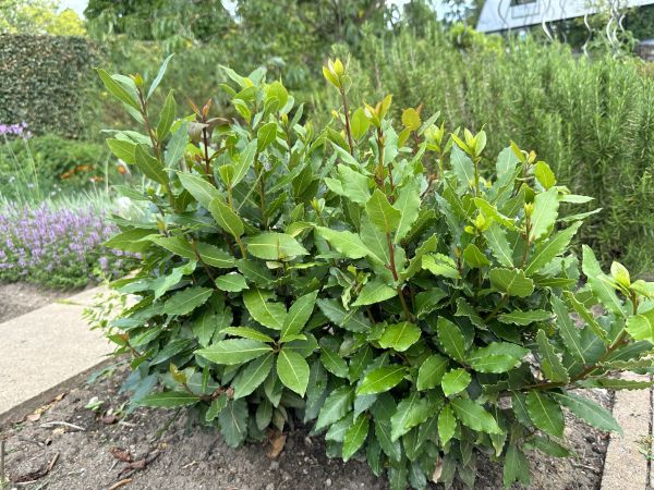 Cost of Laurel Hedge Trimming in Whittier