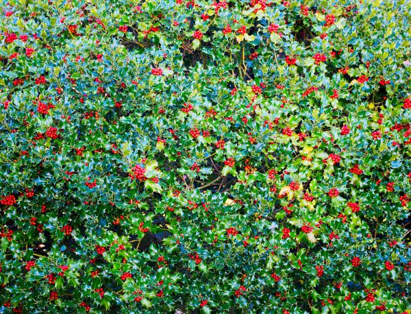 Cost of Holly Bush Removal in Whittier