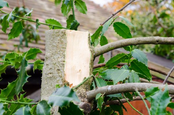Holly Tree Removal in Whittier