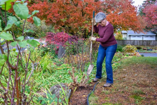 Dead Bush Removal in Whittier