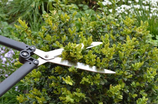 Cost of Boxwood Trimming in Whittier
