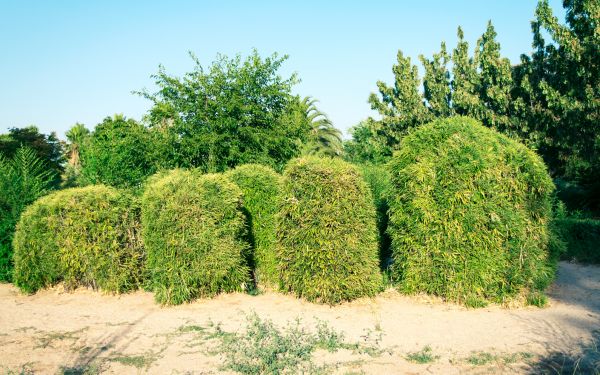 Bamboo Hedge Removal in Whittier