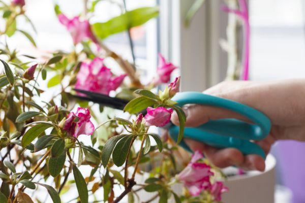 Azalea Pruning in Whittier