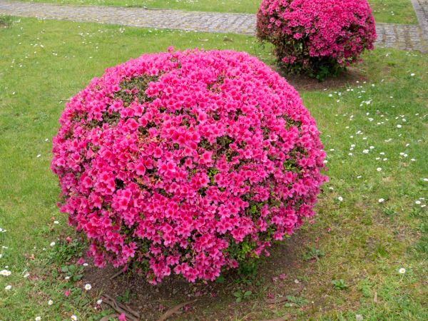 Cost of Rhododendron Pruning in Whittier