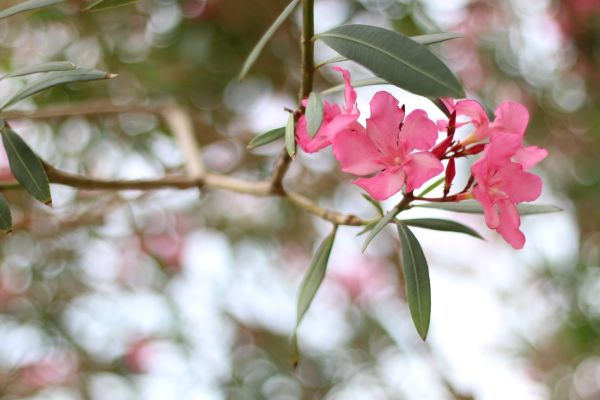 Oleander Removal in Whittier