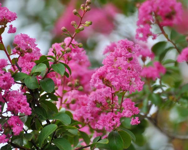 Cost of Crepe Myrtle Removal in Whittier