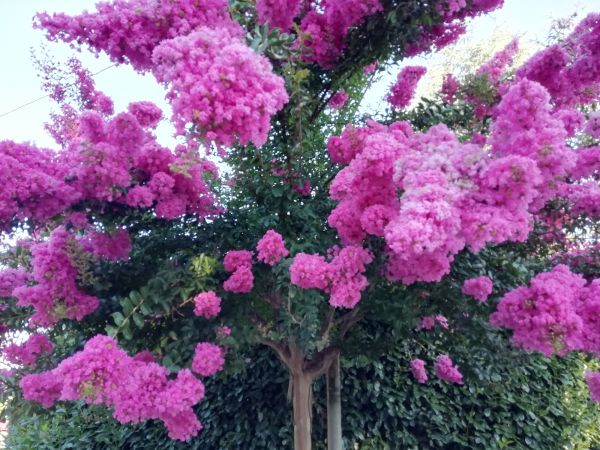 Cost of Crape Myrtle Pruning in Whittier